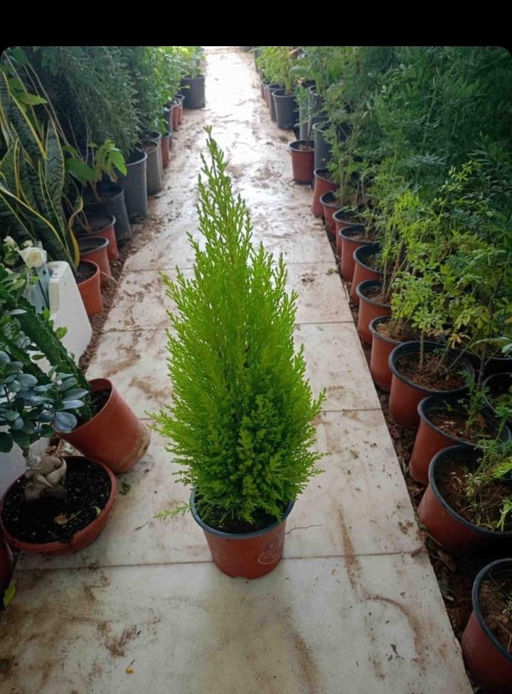 عمل تنسيق حدائق